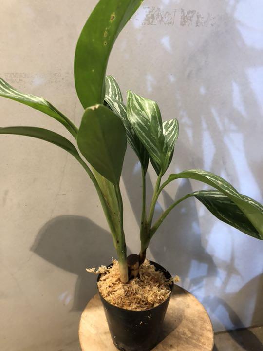 グレイ系高質 ウーロン様専用アグラオネマ ニティドゥム カーティシー 植物 観葉植物 インテリア 住まい 小物グレイ系31 割引 Ameublier Com