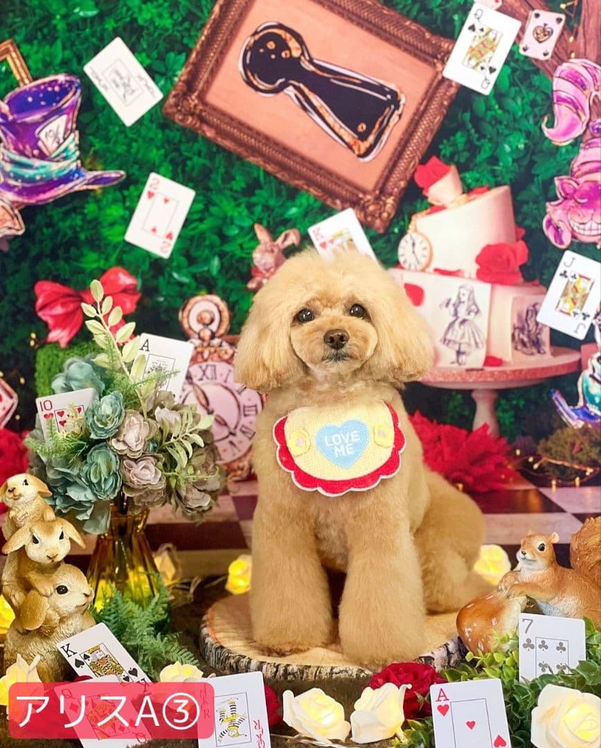 フォトスタジオ