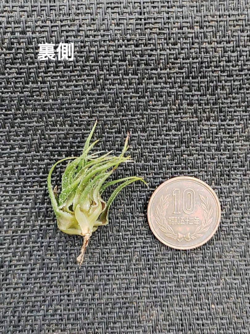 チランジア スプレンゲリアナ 臨海型 内陸型 エアープランツ エア