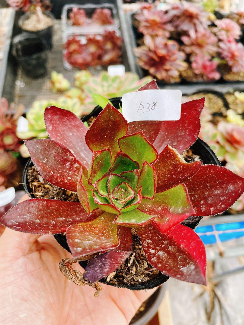A38 魅影七彩錦 アエオニウム 多肉植物 抜き苗 9cmポット - メルカリ