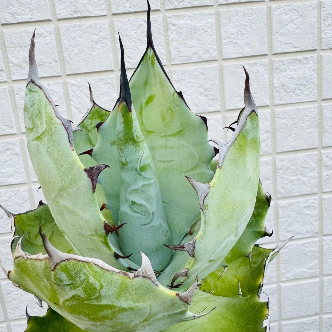 の今回のみ傷や汚れあり