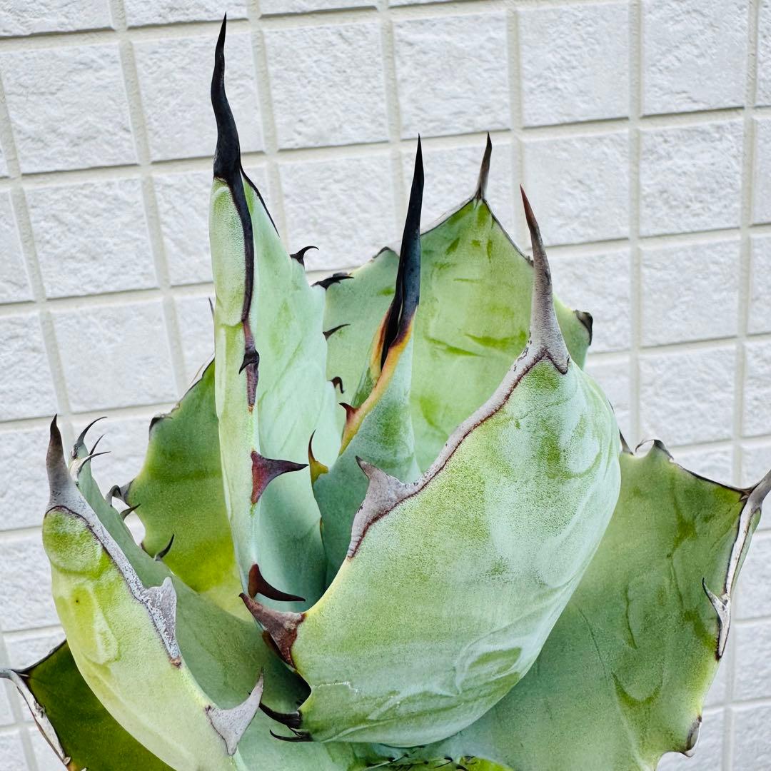 チタノタ×ブルーグロー親株候補