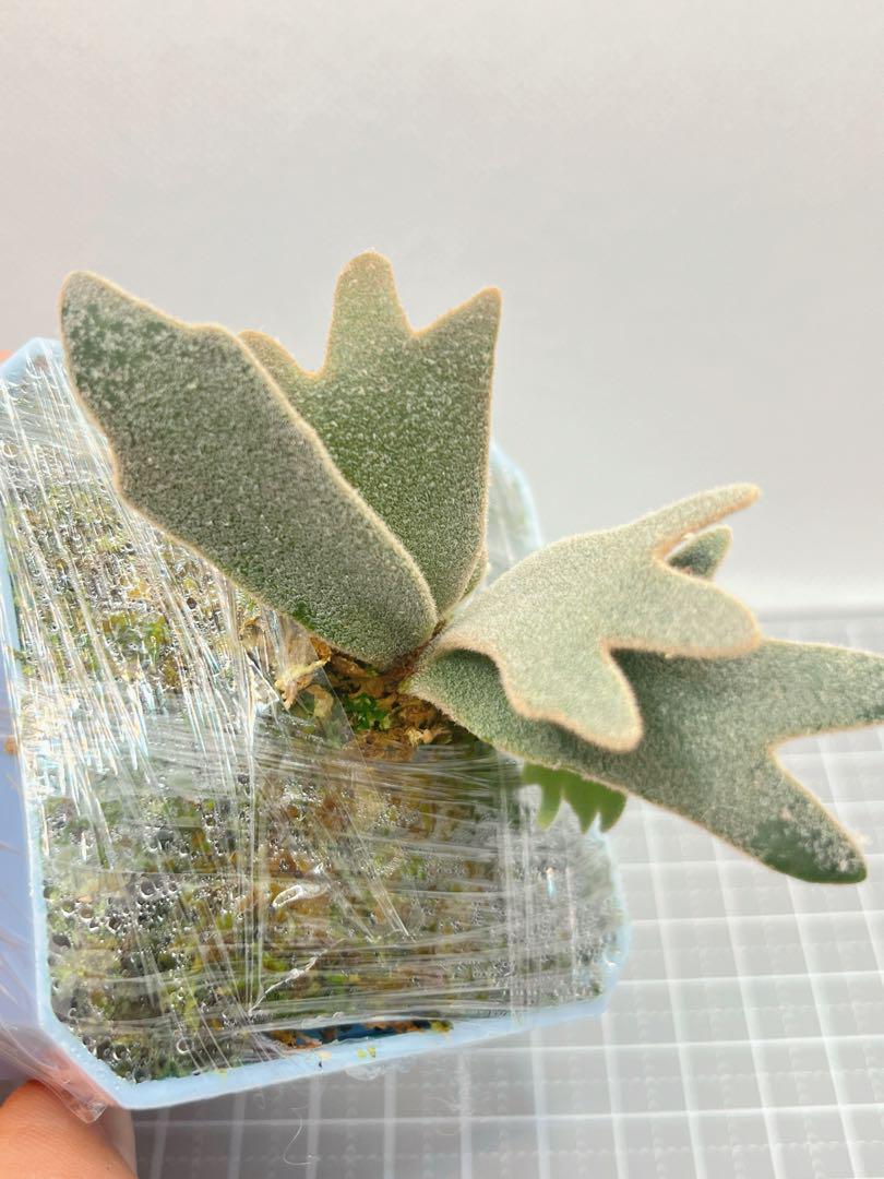 ビカクシダ バクテリア スポア P.willinckii Bacteria 観葉植物