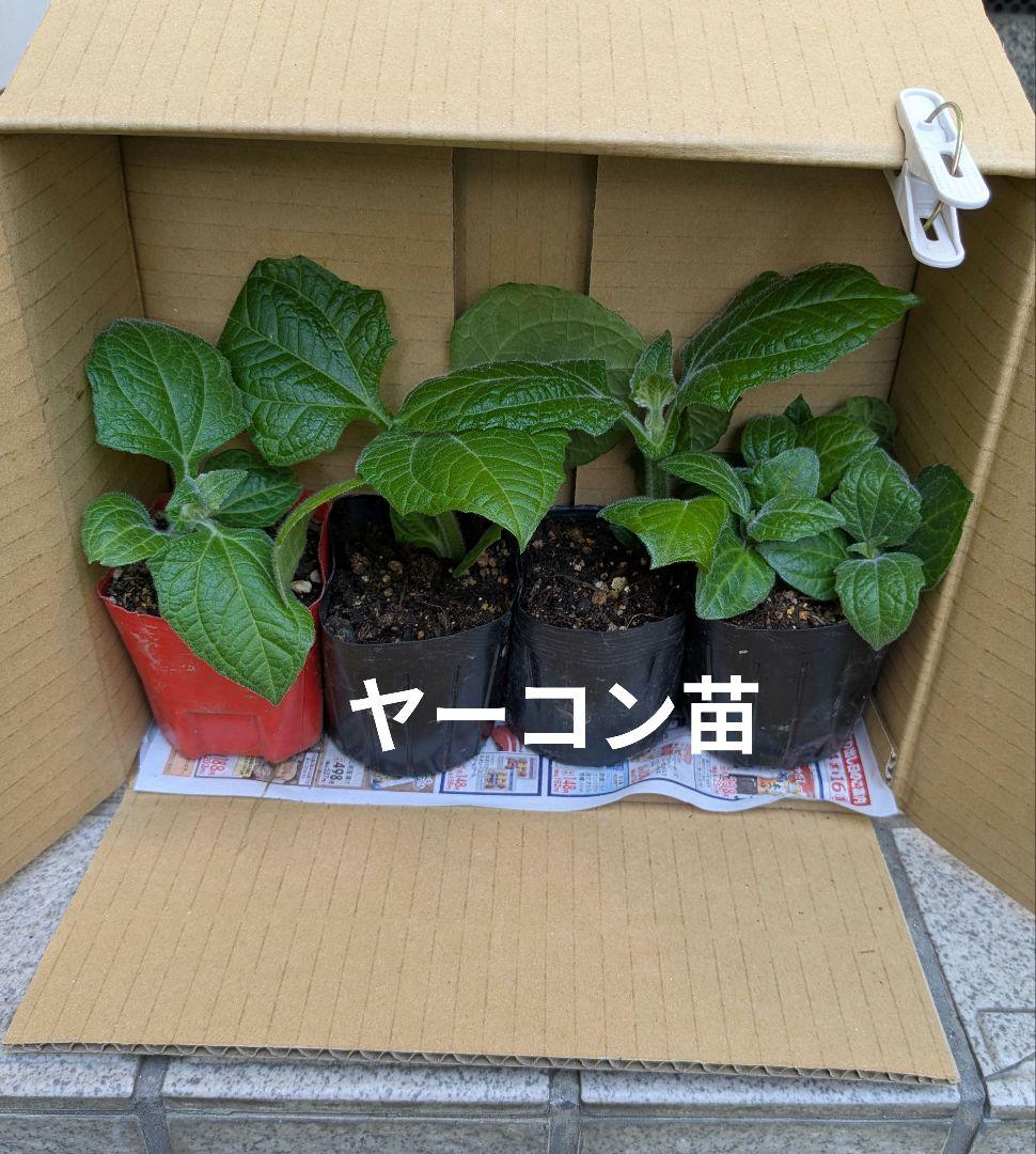 ゆぅこ。 (@fusa.fuka) • Instagram photos and videos