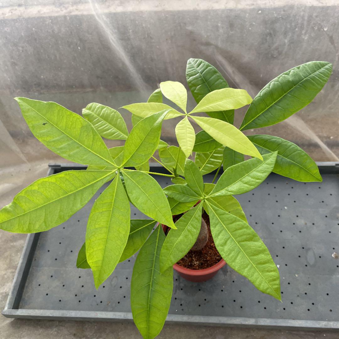 34%割引グリーン系【福袋セール】 パキラ斑入り 画像更新7/10 植物/観葉植物 インテリア小物グリーン系-WWW.518FLEAMARKETS.COM 34%割引グリーン系【福袋セール】 パキラ斑入り 画像更新7/10 植物/観葉植物 インテリア小物グリーン系-WWW.518FLEAMARKETS.COM