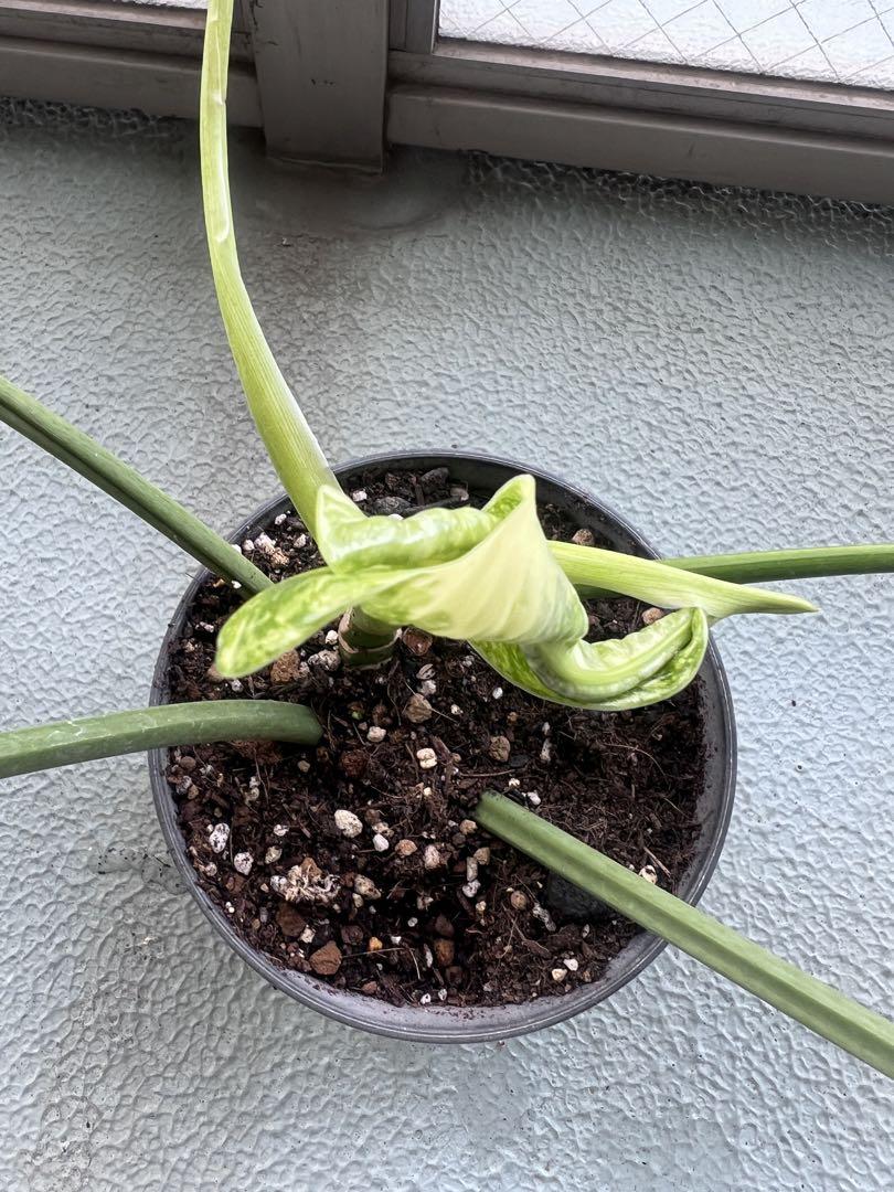 ジョセブオノ philodendron