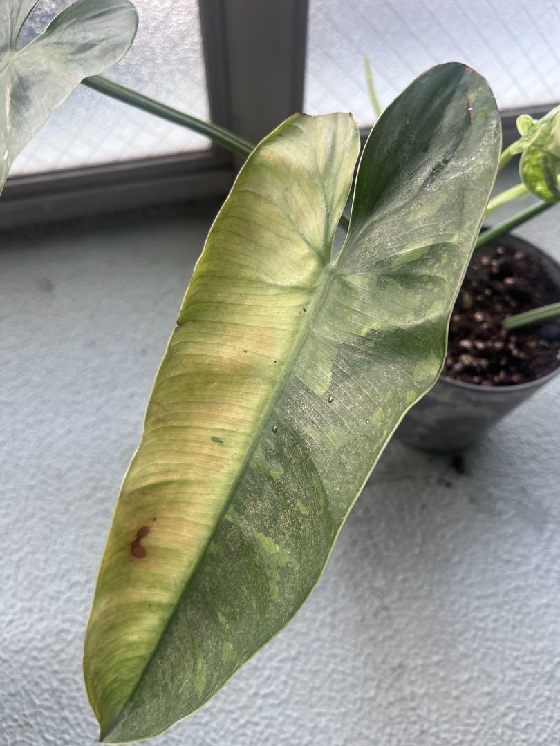 ジョセブオノ philodendron