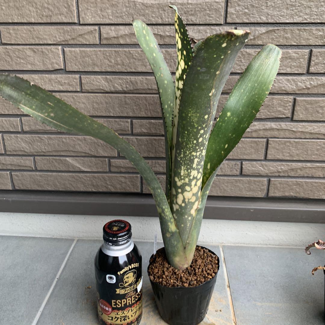 ブロメリア・エアープランツ Billbergia Merrie Monarch Billbergia Merrie Monarch