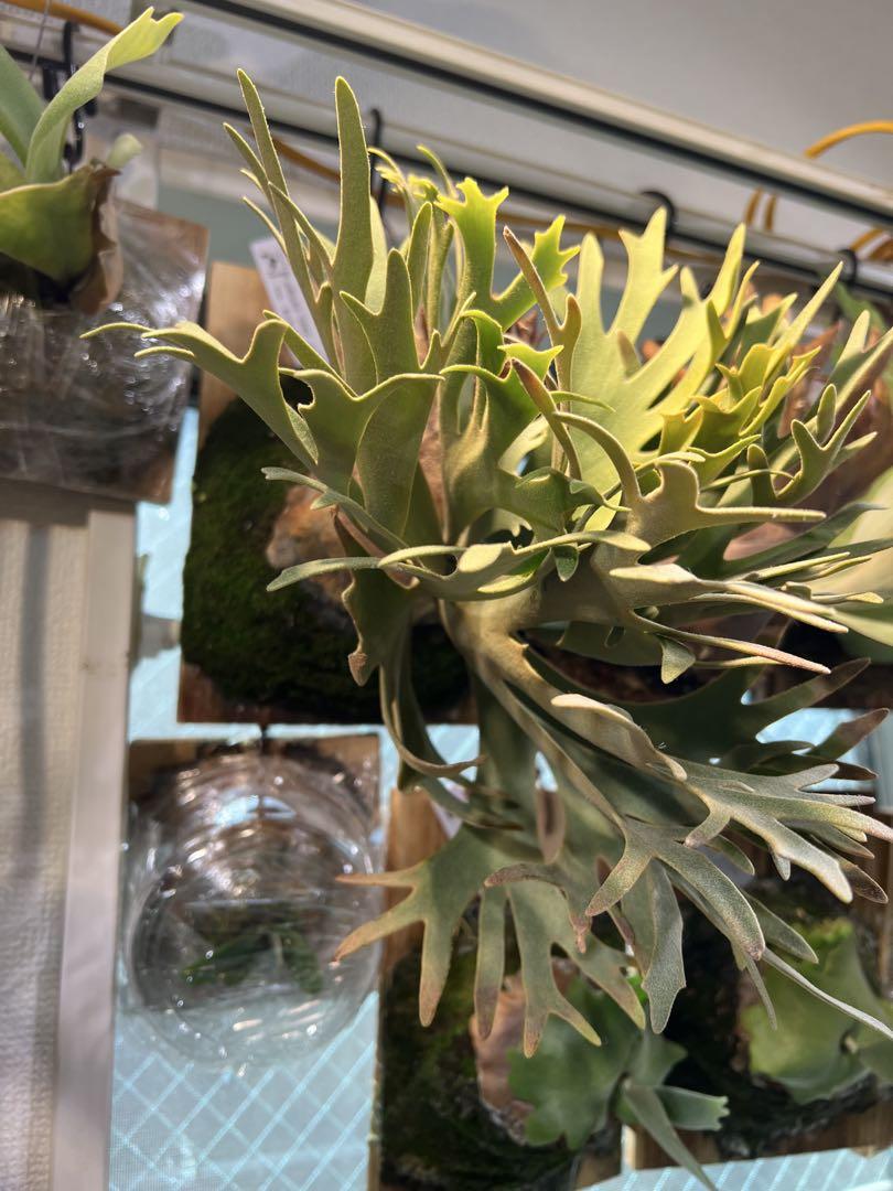 P.willinckii \"OMG\" sporeling 板付け②オススメ！