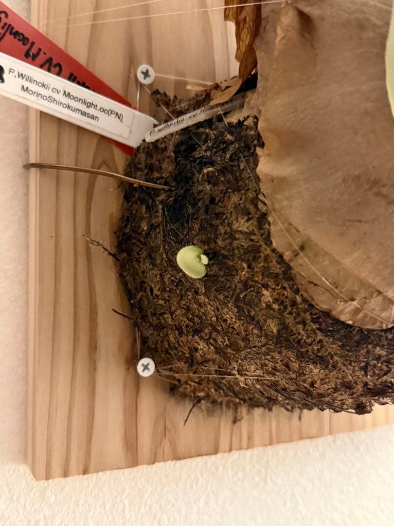 P. willinckii ‘Moonlight’ ムーンライト目立った傷や汚れなし YUZUMIYA_COM