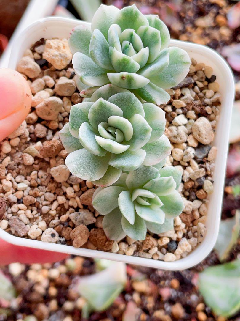 ストロベリーsp錦　群苗　多肉植物　エケベリア 美斑入り　容器ごと発送