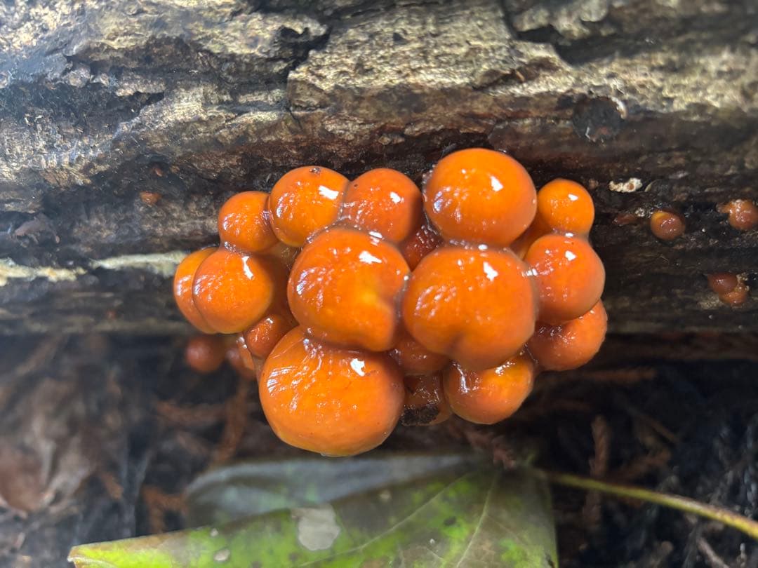 さらん様専用　秋田県湯沢市産　原木なめこ　きのこ　採れたて　4kg 送料込み