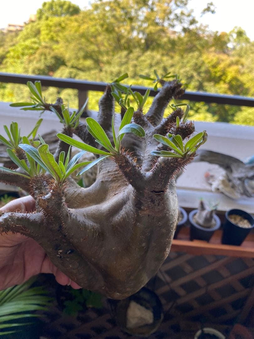 最新グラキリス大きめ現地球目立った傷や汚れなし