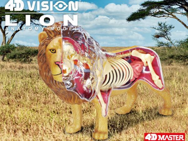新しい ライオン 4Dビジョン 新品 Lion 4dmaster 解剖モデル 獅子 生き物・恐竜