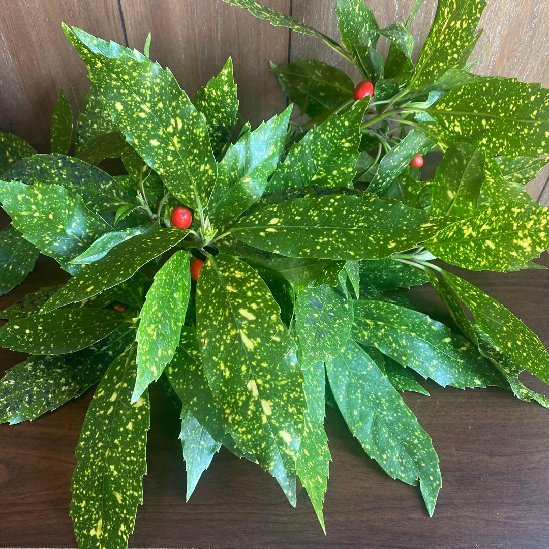 みかん箱3箱分やや傷や汚れあり