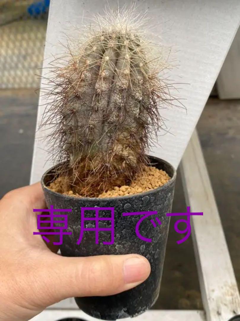 新作人気植物/観葉植物 インテリア・住まい・小物-ugel03-tno.gob.pe 新作人気植物/観葉植物 インテリア・住まい・小物-ugel03-tno.gob.pe