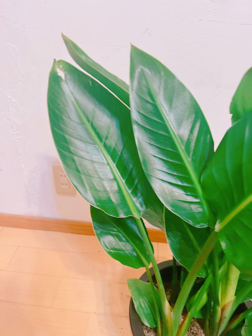 ⑬　ストレリチア　オーガスタ　8号　2株植え　特大苗木最高等級極上品‼️ ⑮ ストレリチア オーガスタ 8号 2株植え 特大苗木最高等級極上