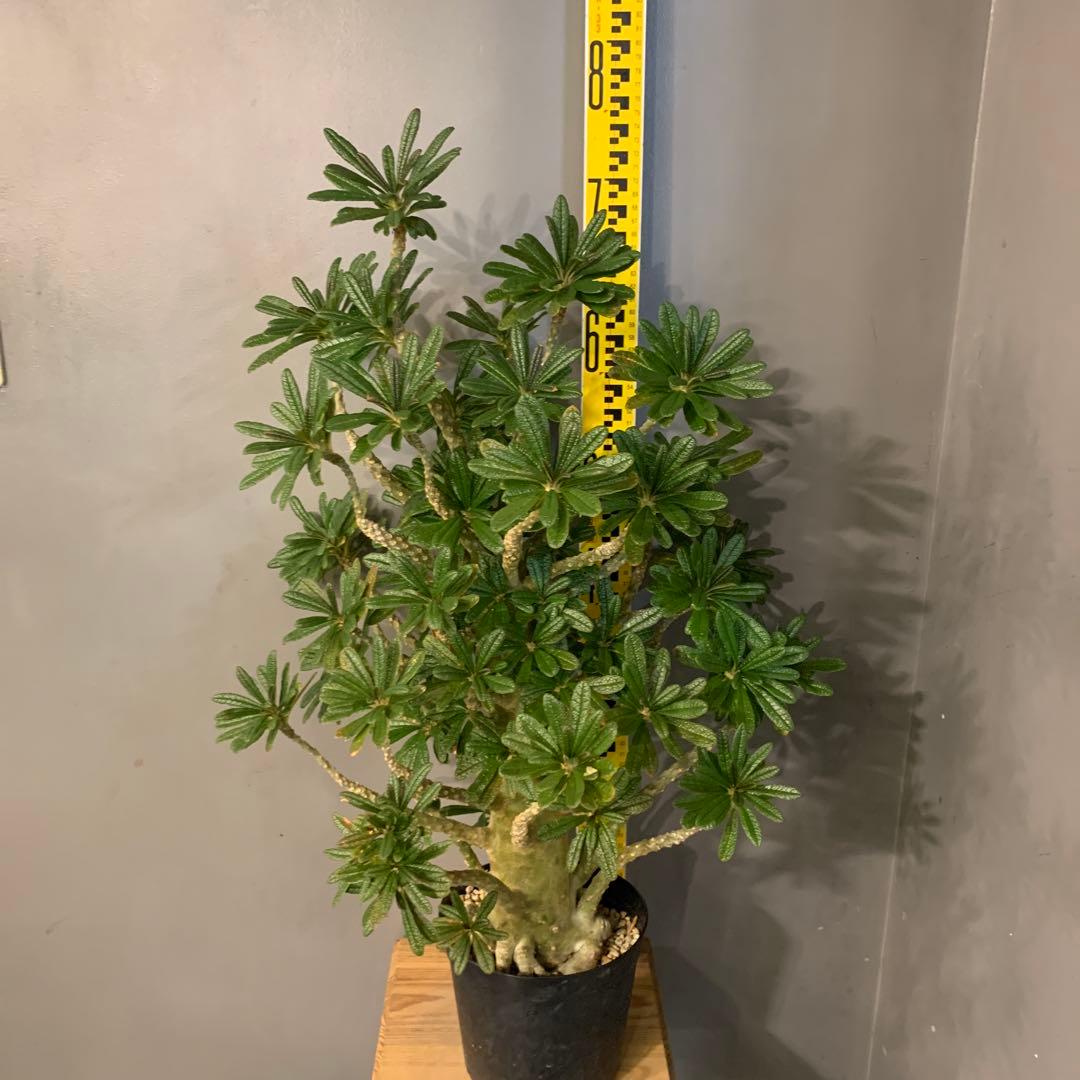 ドルステニア ギガス