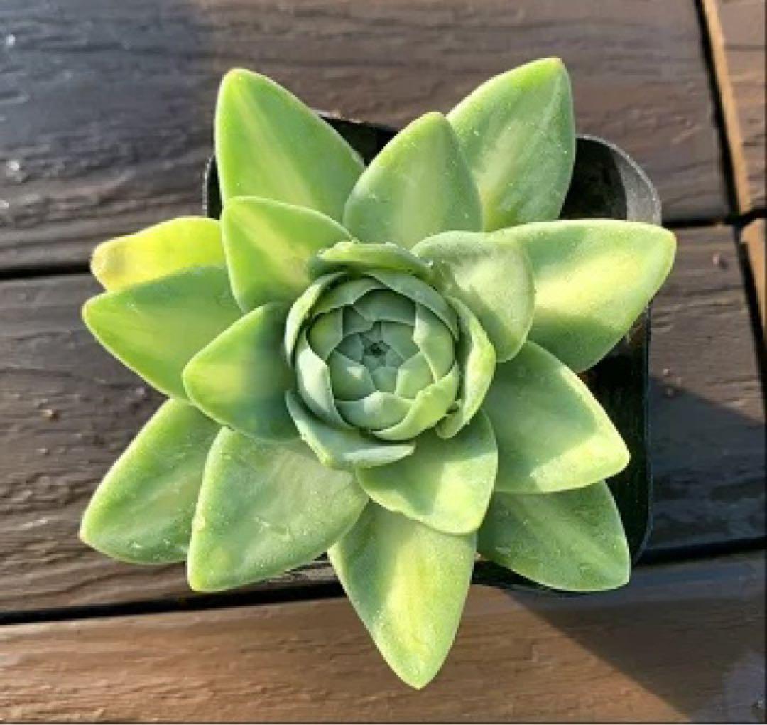 多肉植物 寄せ植え 鳳凰錦　レア種 観葉植物 インテリア