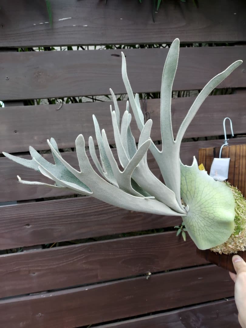 コウモリランやや傷や汚れあり