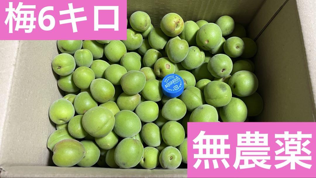 青梅 6キロ　無農薬