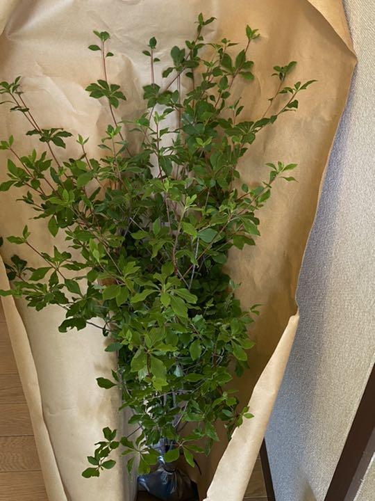 生花ドウダンツツジ 深山ドウダン 70cm 5本入り 枝物切り花 メルカリ