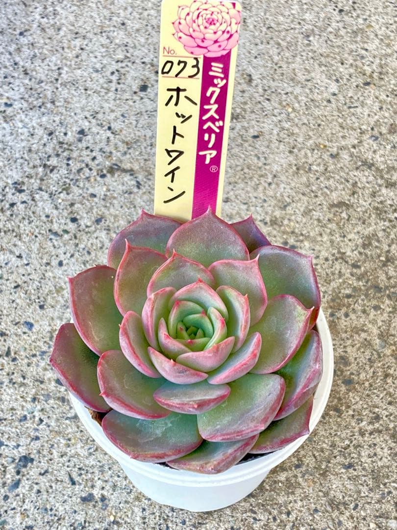 ミックスベリア ホットワイン おらいさん 札付き ほんのりフルーティな