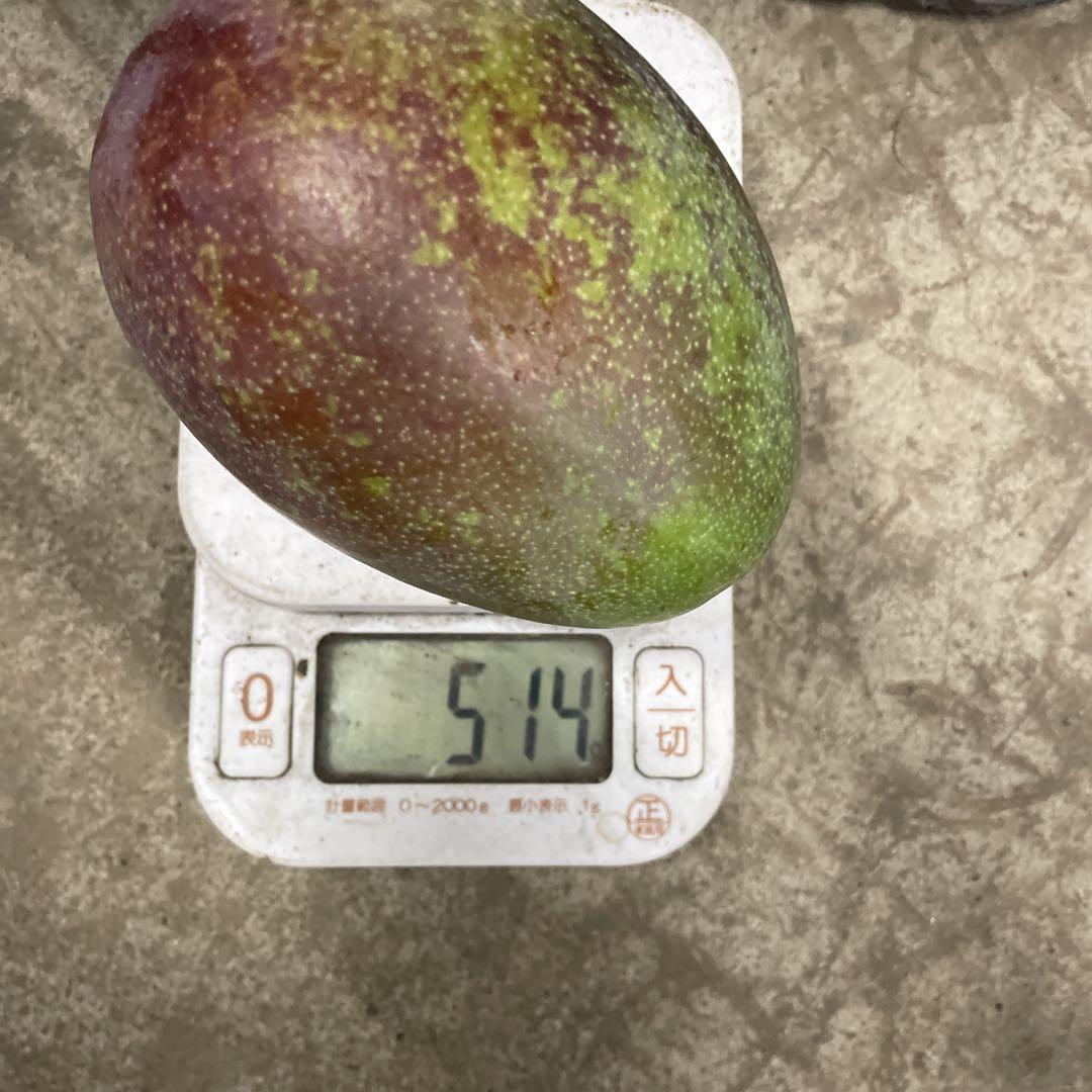 摘果マンゴー　500〜850g 10.5kg