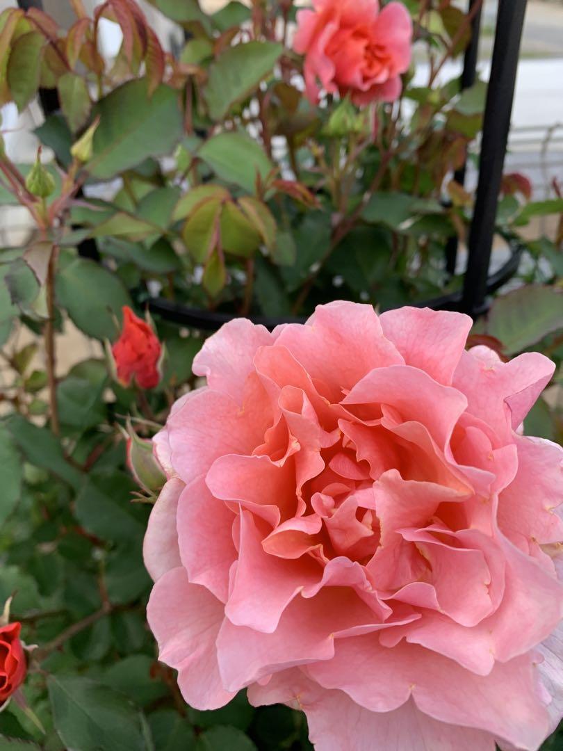 桜 印 薔薇 サンセットグロウ大苗 スリット7号鉢 - 通販 - www