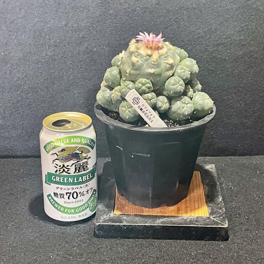 赤花棘有烏羽玉群生 翠冠玉 2株セット 画像1