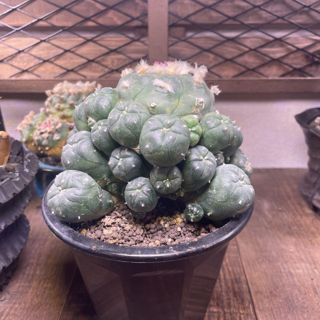 赤花棘有烏羽玉群生 翠冠玉 2株セット 画像11