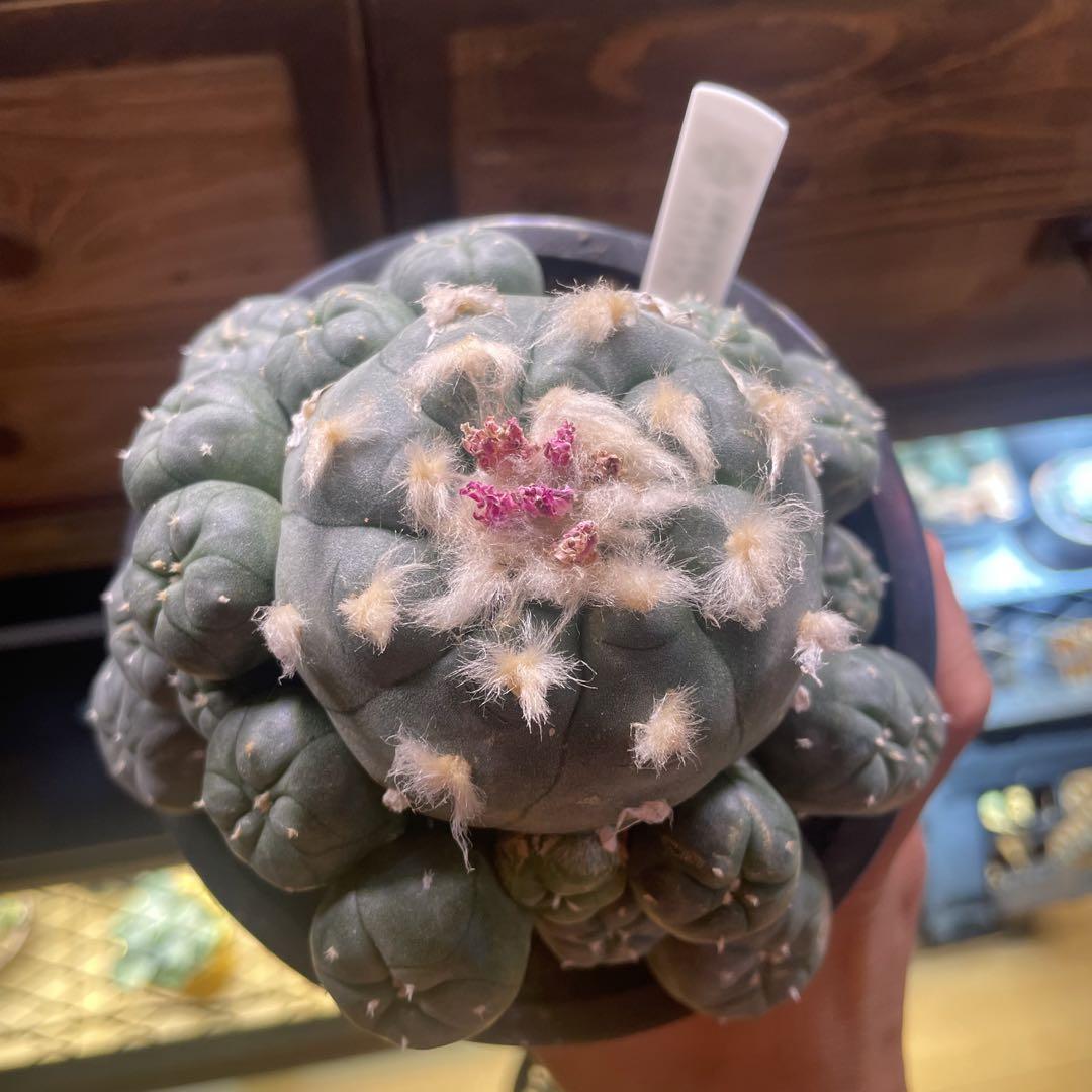 赤花棘有烏羽玉群生 翠冠玉 2株セット 画像12