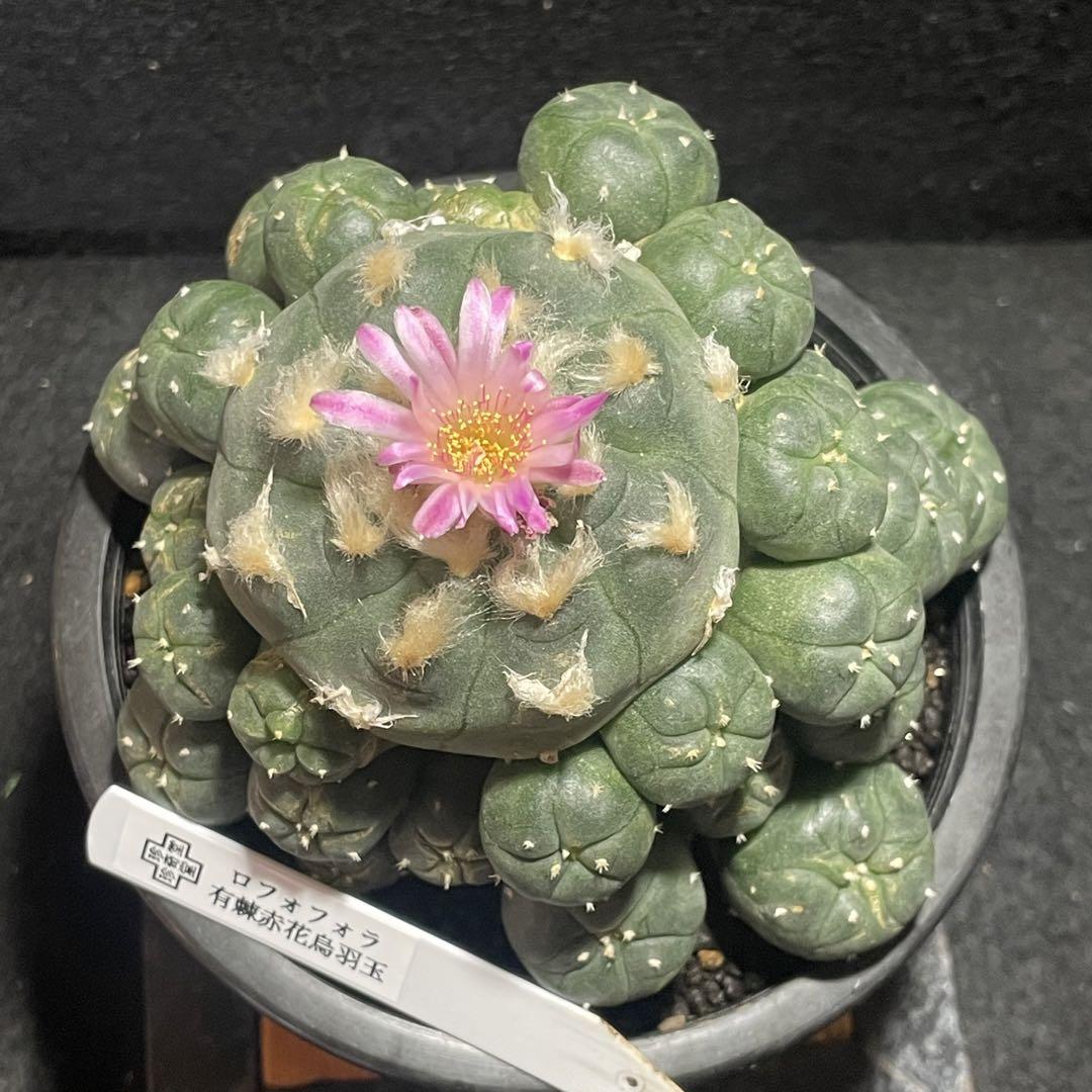 赤花棘有烏羽玉群生 翠冠玉 2株セット 画像4