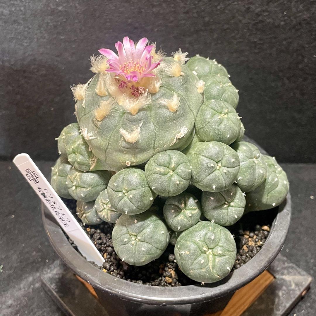 赤花棘有烏羽玉群生 翠冠玉 2株セット 画像5