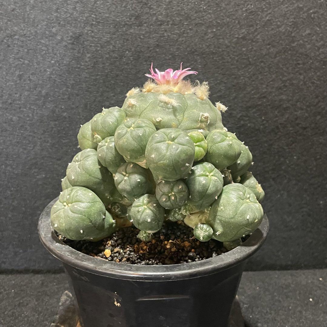 赤花棘有烏羽玉群生 翠冠玉 2株セット 画像8