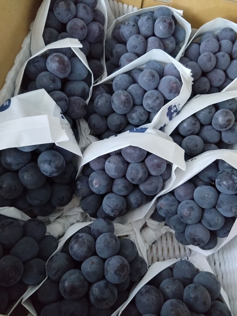 岡山県産「ニューピオーネ」約５キロ。チルド発送