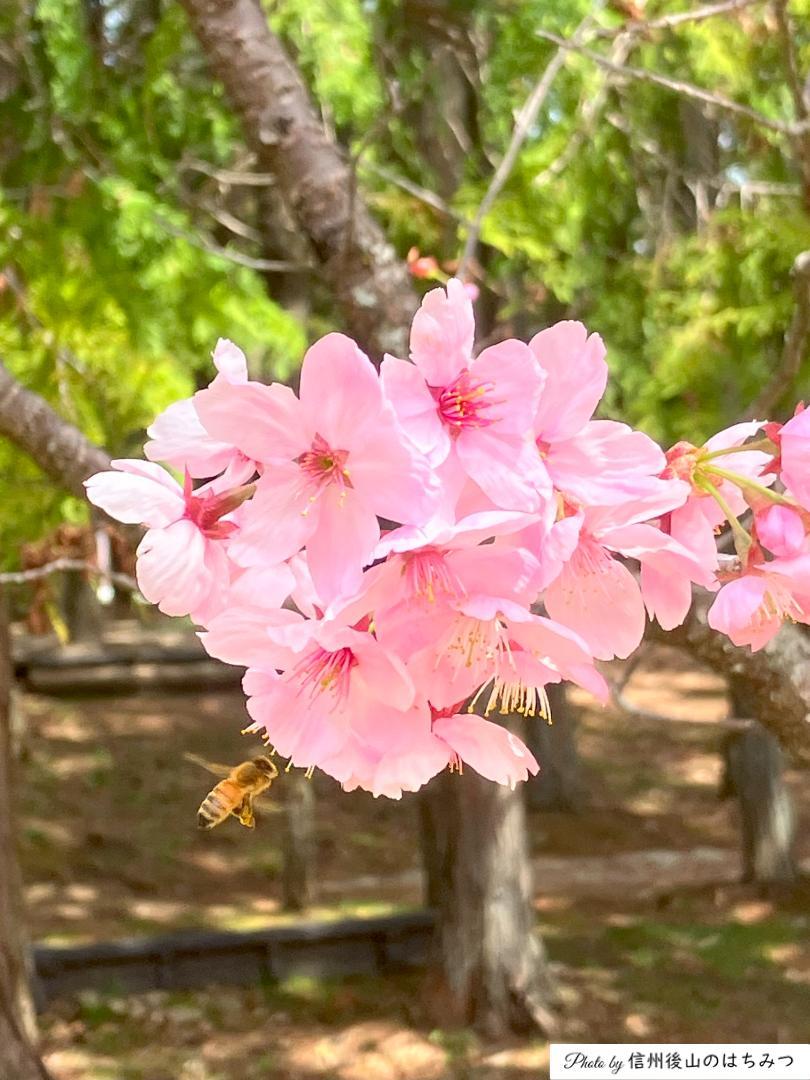 【令7新蜜】百花＆アカシア 1000g 各１本 長野県産 生はちみつ 西洋蜜蜂