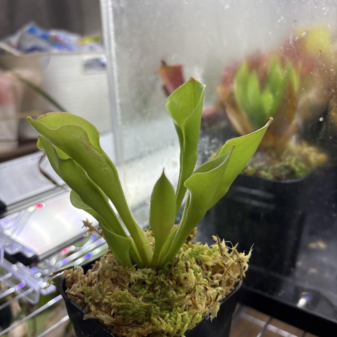 美しい へりあん堂様専用出品 ハエトリソウ ヘリアンフォラ その他観葉植物