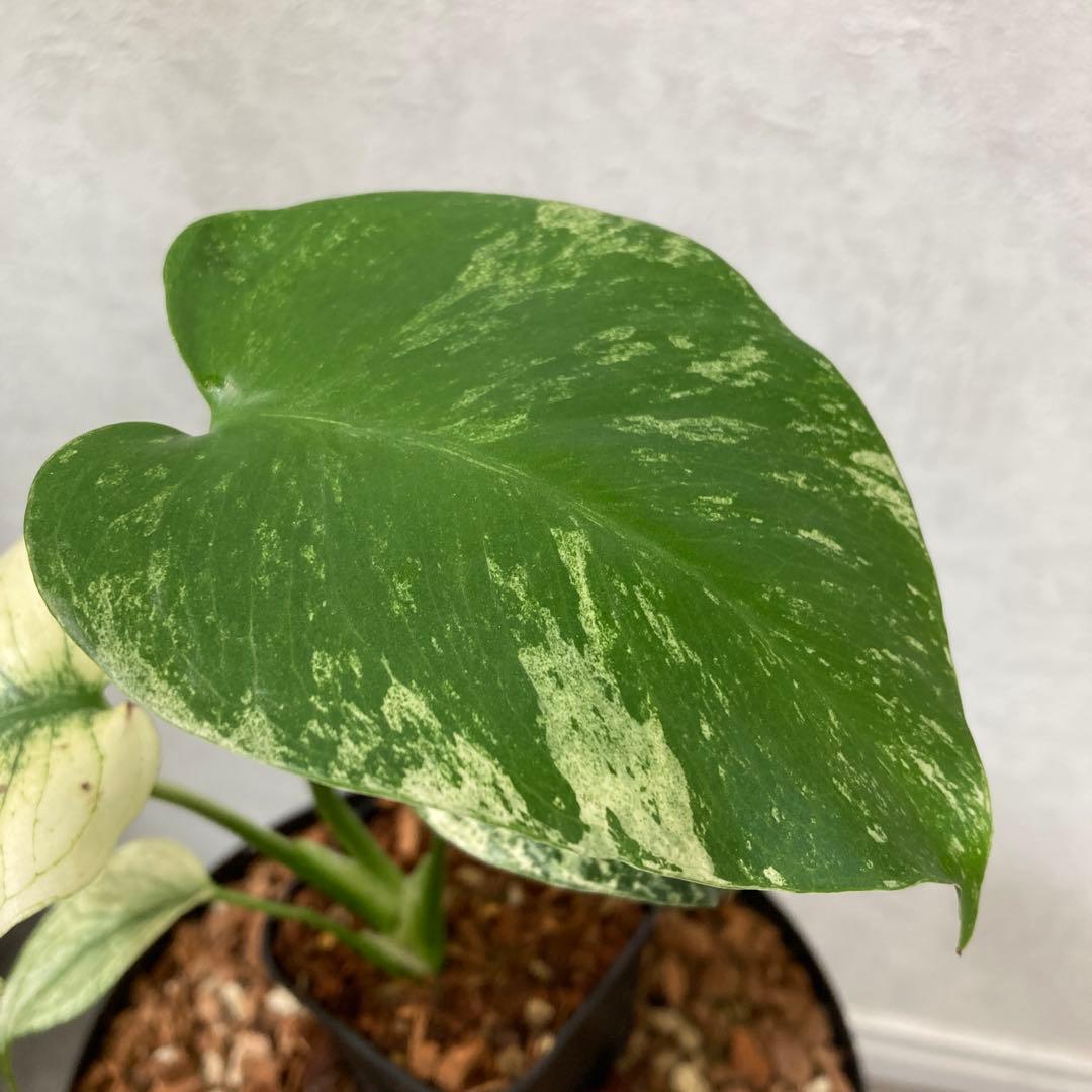 モンステラ ホワイトモンスター 天津蘭 抜き苗 メルカリ便 6目立った傷や汚れなし YUZUMIYA_COM
