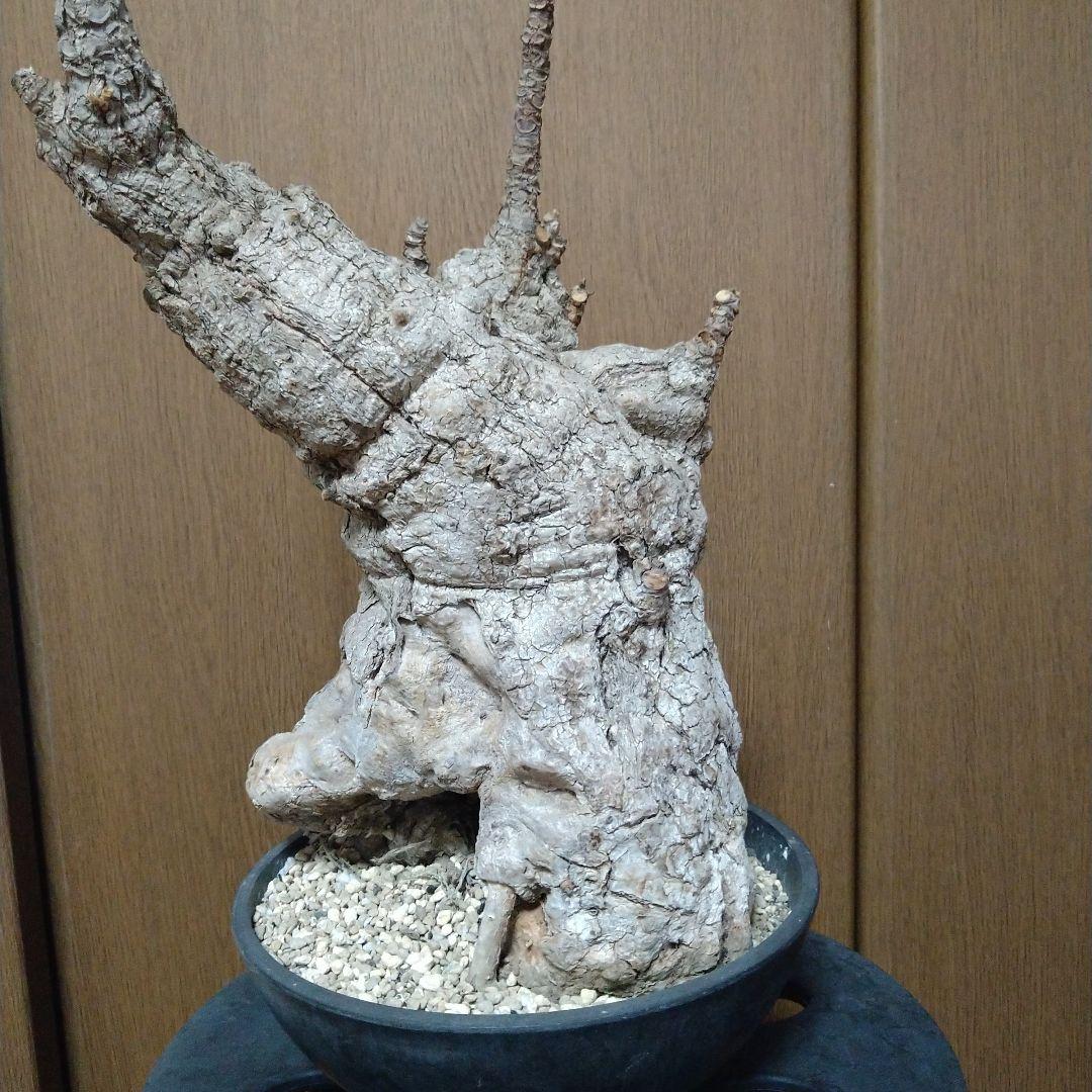 コロラータ