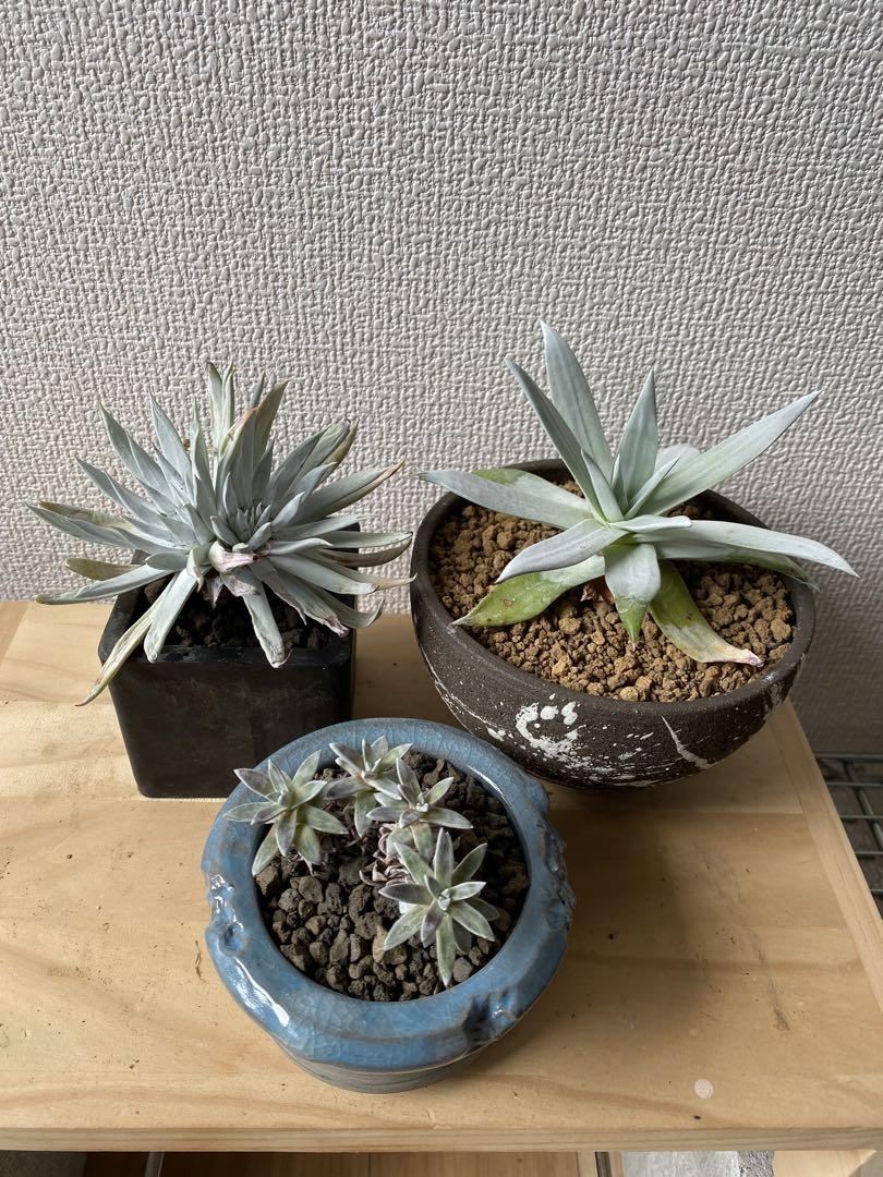 ダドレア セット botanize