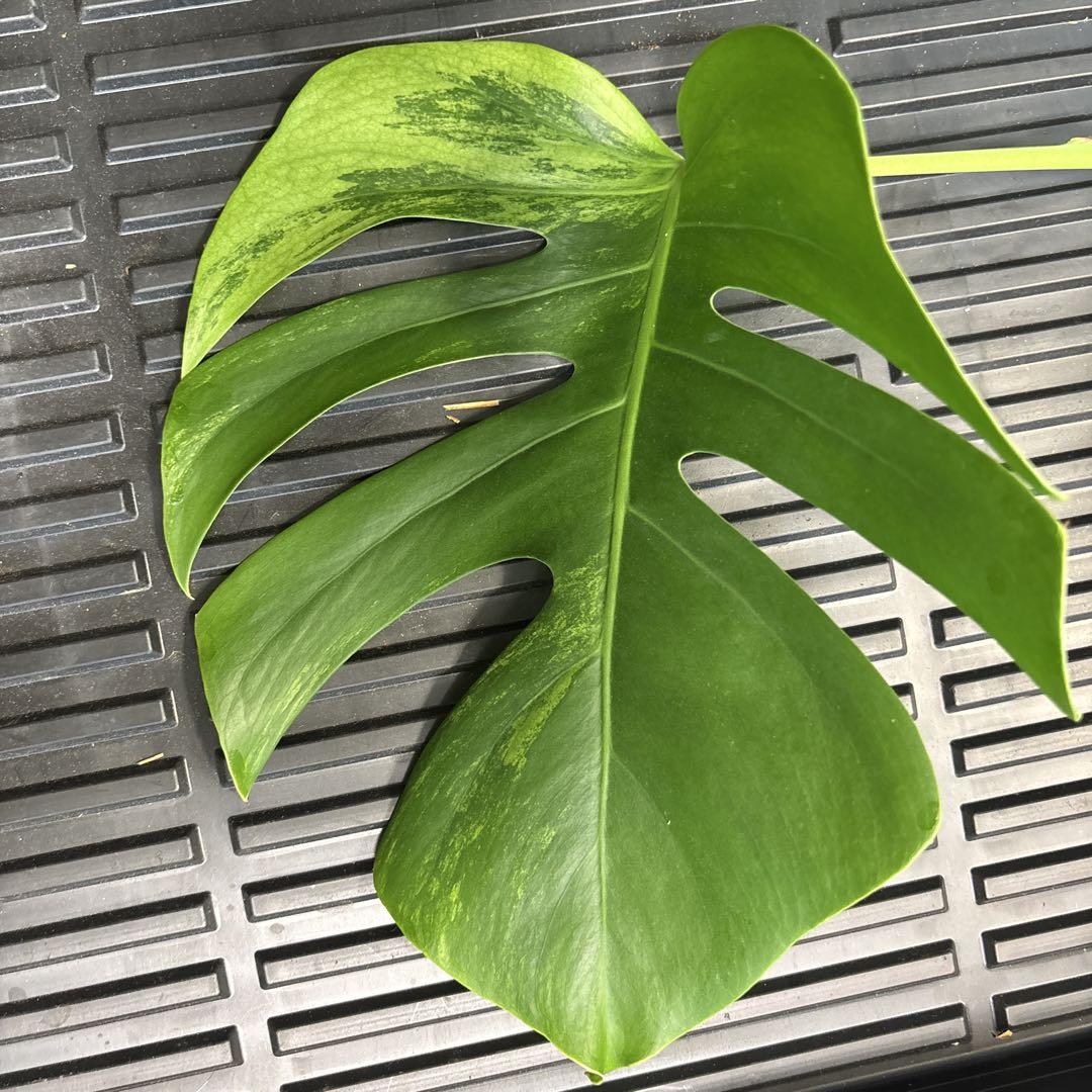 発根済み！セブブルーミント◆モンステラ モンステラボルシギアナセブブルーミント( Monstera Borsigiana