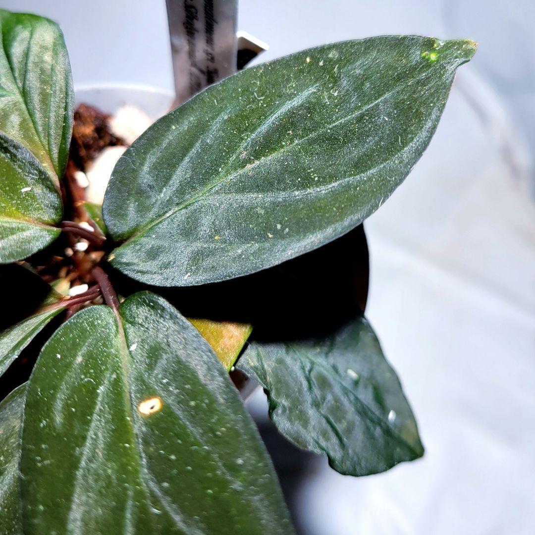 Bibian 比比昂- 正規タグ付AZ便Homalomena sp. SunShine BNN