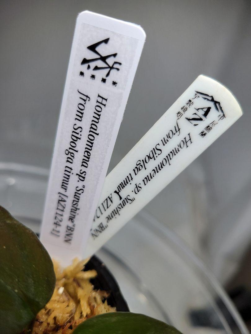 Bibian 比比昂- 正規タグ付AZ便Homalomena sp. SunShine BNN