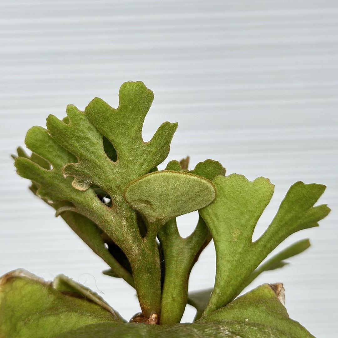 ビカクシダ P.ridleyi dwarf silver 403