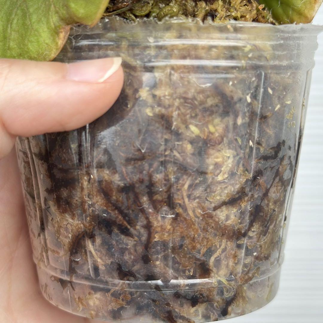 ビカクシダ P.ridleyi dwarf silver 403