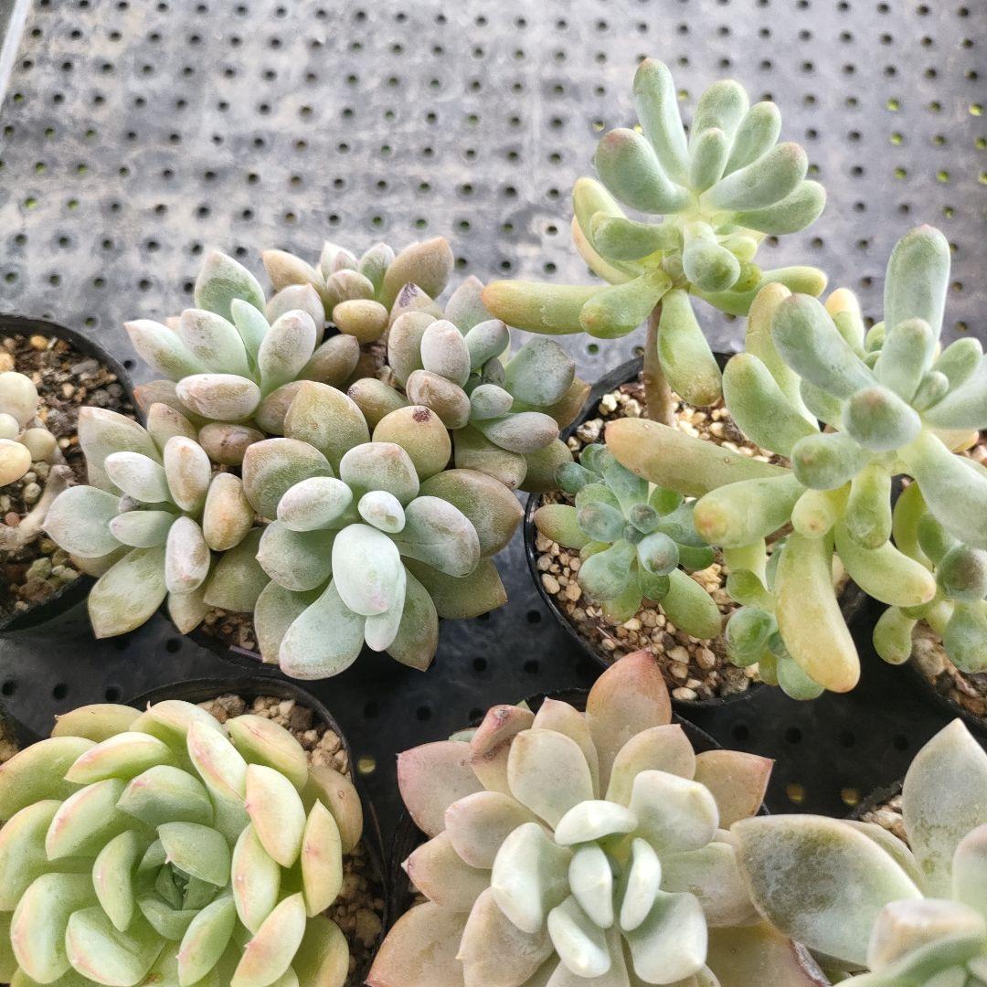 多肉植物19　バニラココ （F2）札付き　ポットごとメルカリ便 ②【ポットごと】多肉植物10種類☆メルカリ便にて - メルカリ