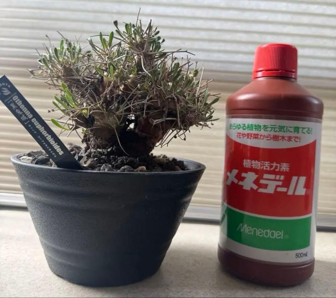 コレクション株 オトンナ ユーフォルビオイデス 黒鬼城目立った傷や汚れなし YUZUMIYA_COM