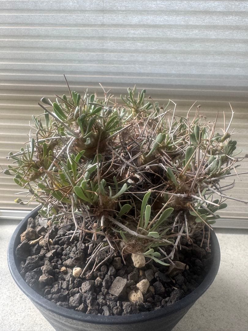 ユーフォルビオイデス