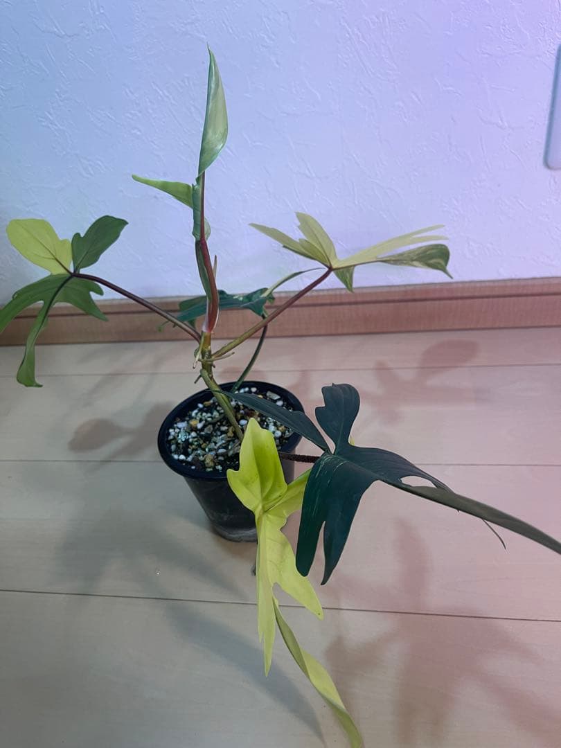 フィロデンドロン フロリダ ビューティー 斑入りやや傷や汚れあり YUZUMIYA_COM